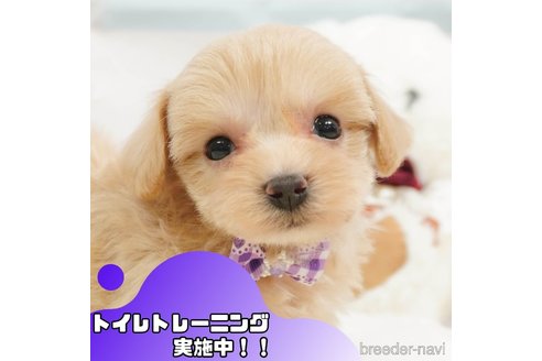 成約済の静岡県のマルプー:マルチーズ×トイプードル-364403の1枚目
