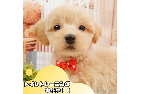 成約済の静岡県のマルプー:マルチーズ×トイプードル-364401の1枚目