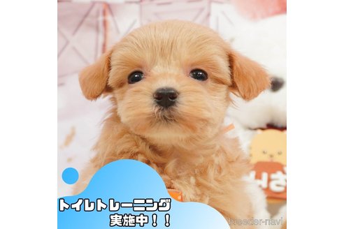 成約済の静岡県のマルプー:マルチーズ×トイプードル-364400の1枚目