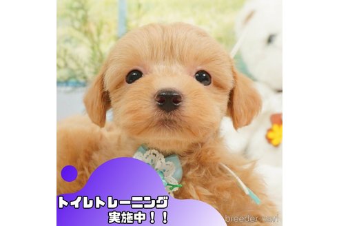 成約済の静岡県のマルプー:マルチーズ×トイプードル-364374の1枚目