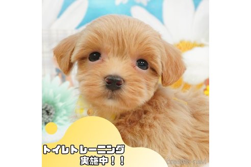 成約済の静岡県のマルプー:マルチーズ×トイプードル-364368の1枚目