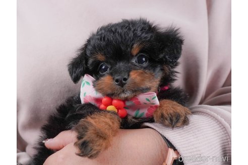 成約済の群馬県のミックス犬-364348の5枚目