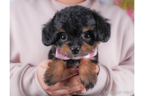 成約済の群馬県のミックス犬-364347の3枚目