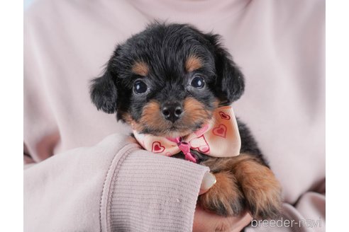 成約済の群馬県のミックス犬-364345の3枚目