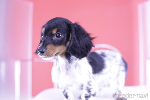 成約済の愛知県のミニチュアダックスフンド(ロングヘアード)-363723の5枚目