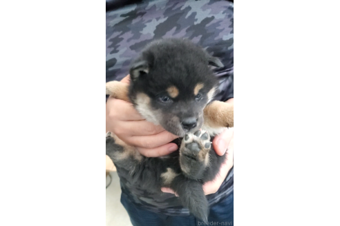 成約済の大阪府の柴犬-360908の2枚目