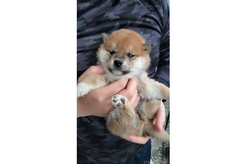成約済の大阪府の柴犬-360903の4枚目