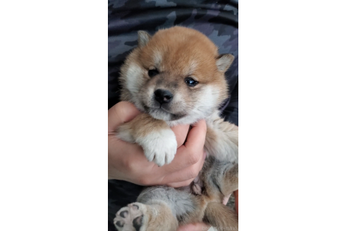 成約済の大阪府の柴犬-360903の3枚目