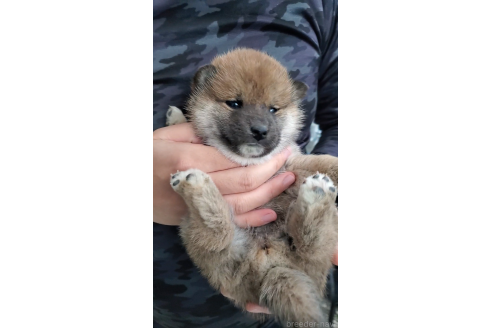 成約済の大阪府の柴犬-360904の6枚目