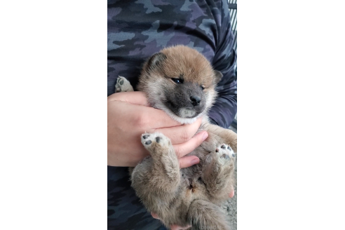 成約済の大阪府の柴犬-360904の5枚目