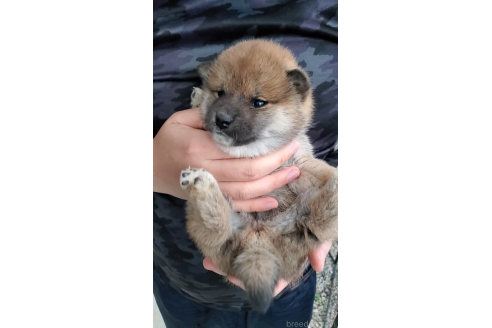 成約済の大阪府の柴犬-360904の4枚目