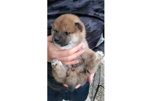 成約済の大阪府の柴犬-360904の3枚目