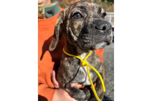 成約済の栃木県のミックス犬-359267の4枚目