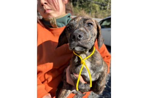 成約済の栃木県のミックス犬-359267の2枚目