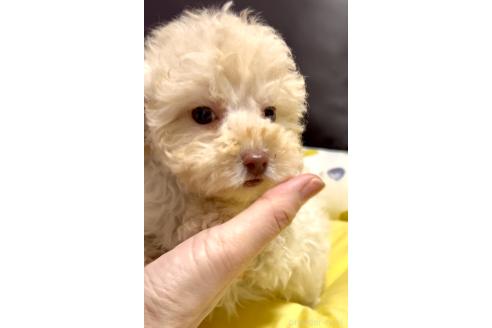 成約済の奈良県のティーカッププードル-363820の12枚目