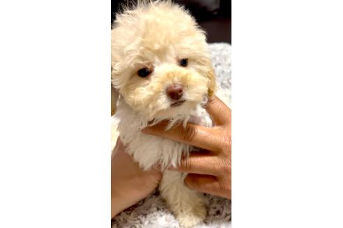 成約済の奈良県のティーカッププードル-363820の7枚目