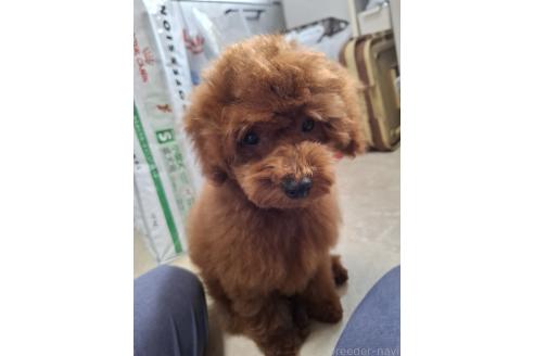成約済の群馬県のタイニープードル-349595の15枚目