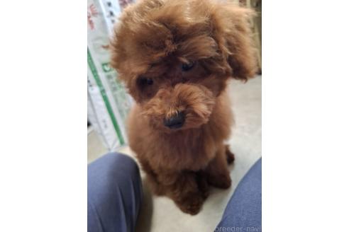 成約済の群馬県のタイニープードル-349595の14枚目