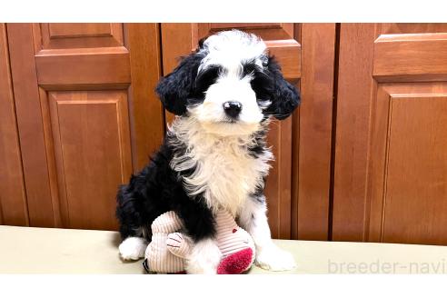 成約済の茨城県のミックス犬-353510の1枚目