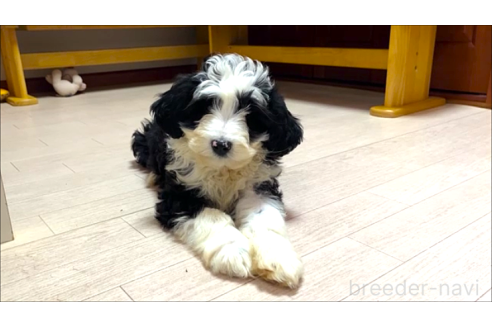 成約済の茨城県のミックス犬-353510の2枚目