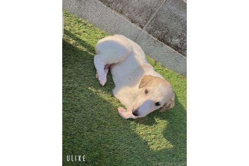 販売中の山口県のボルゾイ-363845の3枚目