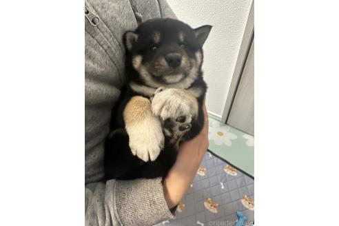 成約済の北海道の柴犬-363861の5枚目