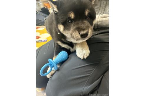 成約済の北海道の柴犬-363861の4枚目