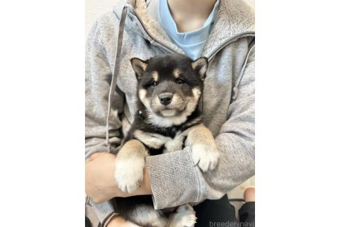 成約済の北海道の柴犬-363861の3枚目