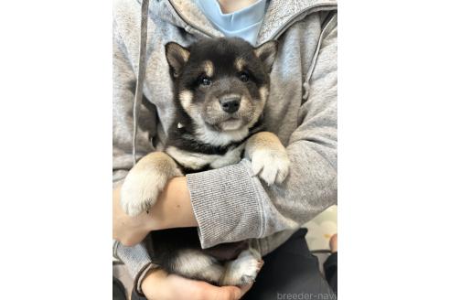 成約済の北海道の柴犬-363861の2枚目