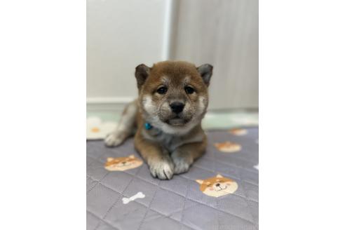 成約済の北海道の柴犬-363862の6枚目