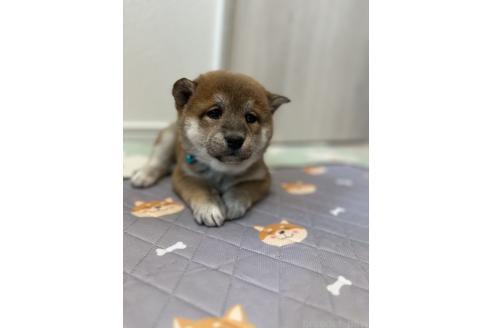成約済の北海道の柴犬-363862の5枚目