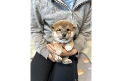 成約済の北海道の柴犬-363862の4枚目