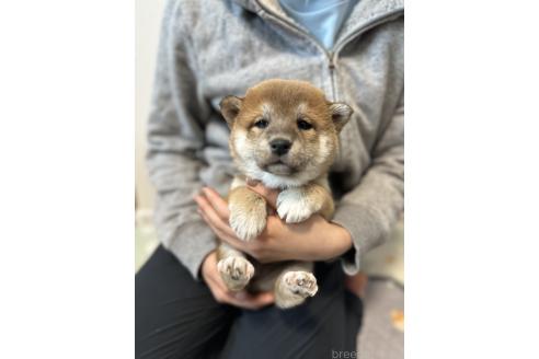 成約済の北海道の柴犬-363862の3枚目