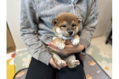 成約済の北海道の柴犬-363862の2枚目