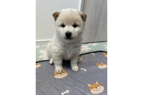 成約済の北海道の柴犬-363864の6枚目