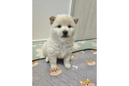 成約済の北海道の柴犬-363864の5枚目