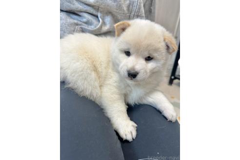 成約済の北海道の柴犬-363864の3枚目