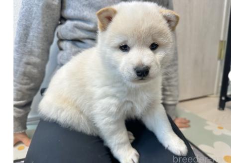 成約済の北海道の柴犬-363864の2枚目