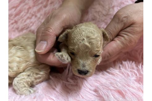 成約済の北海道のトイプードル-363875の14枚目
