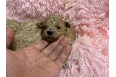 成約済の北海道のトイプードル-363875の10枚目