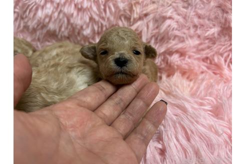 成約済の北海道のトイプードル-363875の9枚目