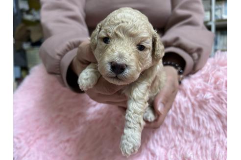 成約済の北海道のトイプードル-363877の13枚目