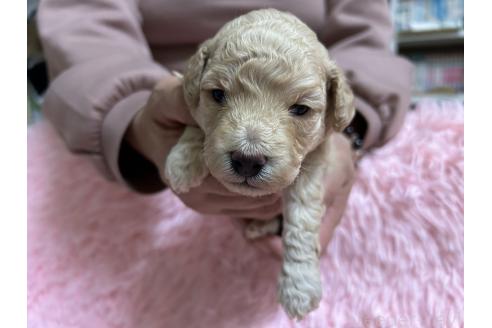 成約済の北海道のトイプードル-363877の12枚目
