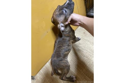 成約済の佐賀県のアメリカンピットブルテリア-354359の3枚目