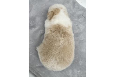 成約済の愛知県のボーダーコリー-363893の9枚目