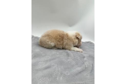 成約済の愛知県のボーダーコリー-363893の7枚目