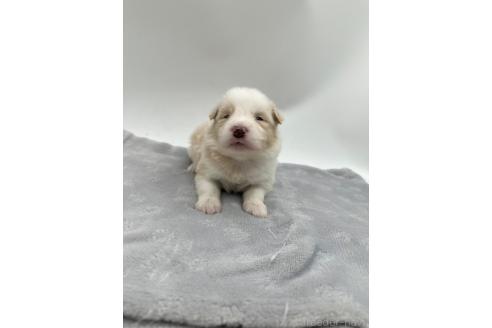 成約済の愛知県のボーダーコリー-363893の6枚目