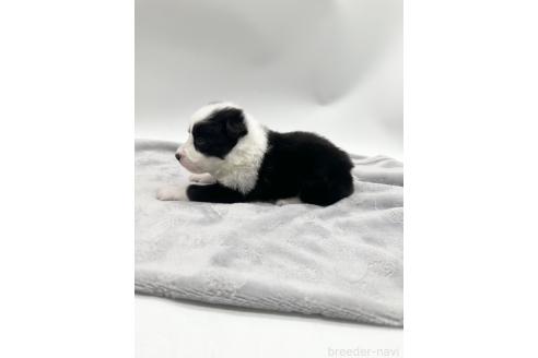 成約済の愛知県のボーダーコリー-363895の7枚目