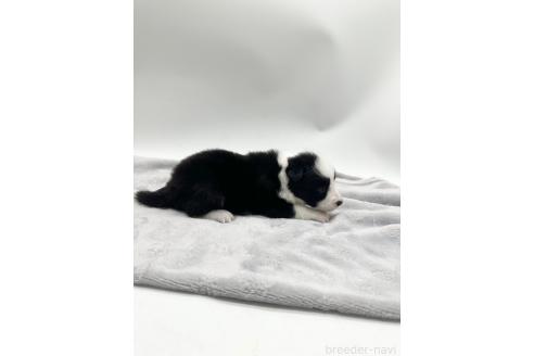 成約済の愛知県のボーダーコリー-363895の6枚目