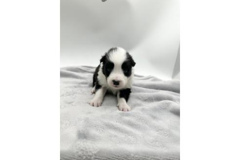 成約済の愛知県のボーダーコリー-363895の5枚目